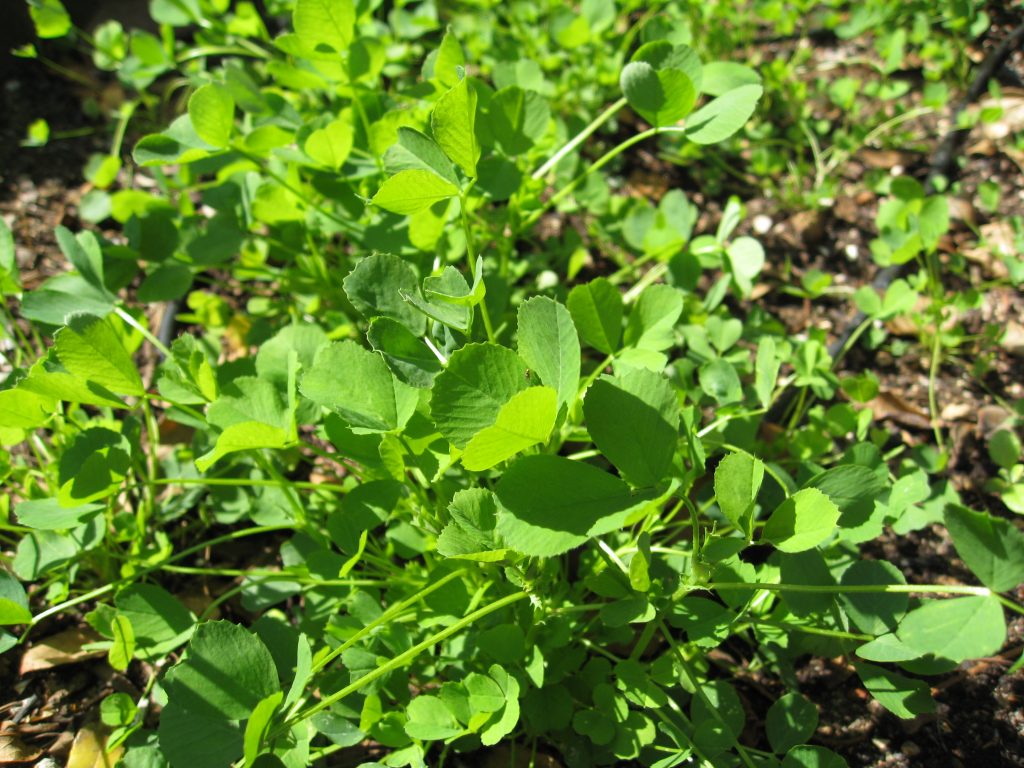 Dormant alfalfa is a permanent crop, harvested for compost ingredients.