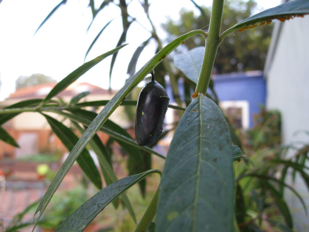 The chrysalis becomes translucent as the butterfly prepares to hatch