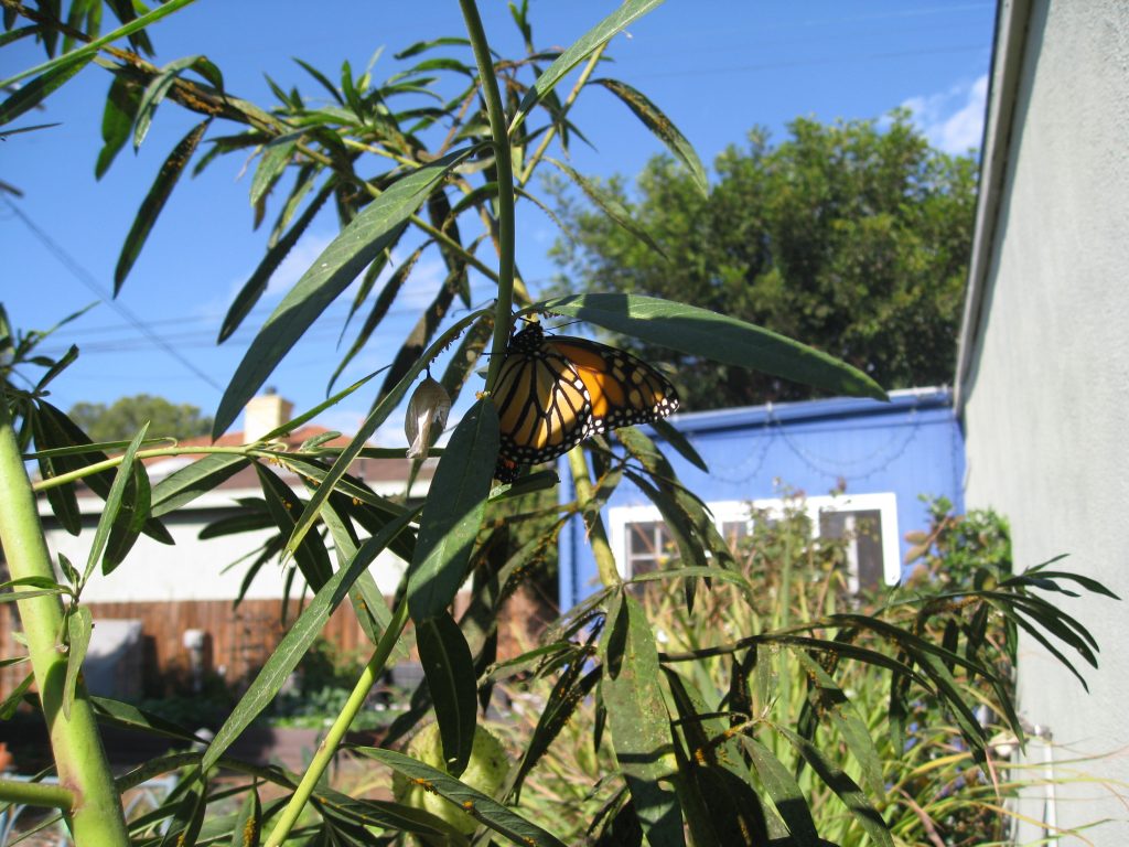 Empty chrysalis and brand new butterfly 