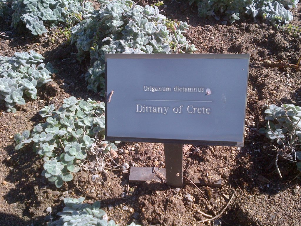 Dittany of Crete