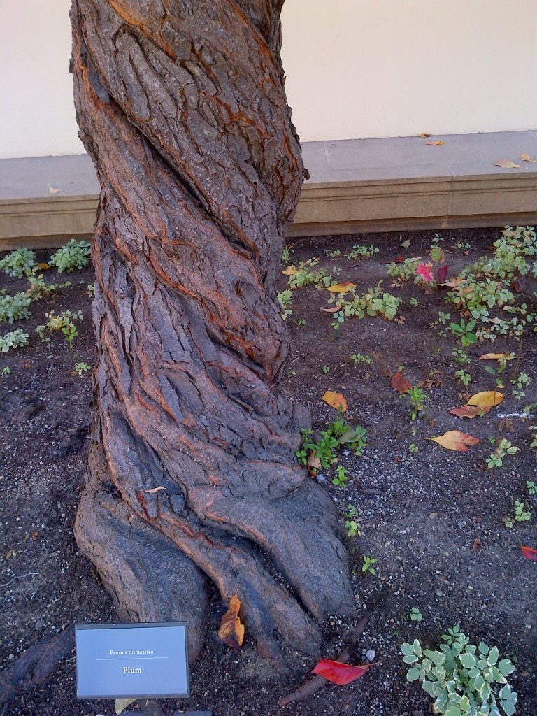 Old plum tree with twisted trunk