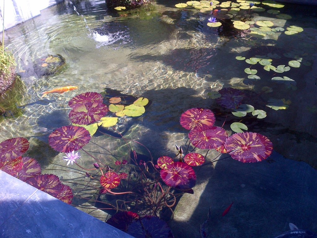Several fountains and pools, including this koi pond, lend elegance to the Villa.