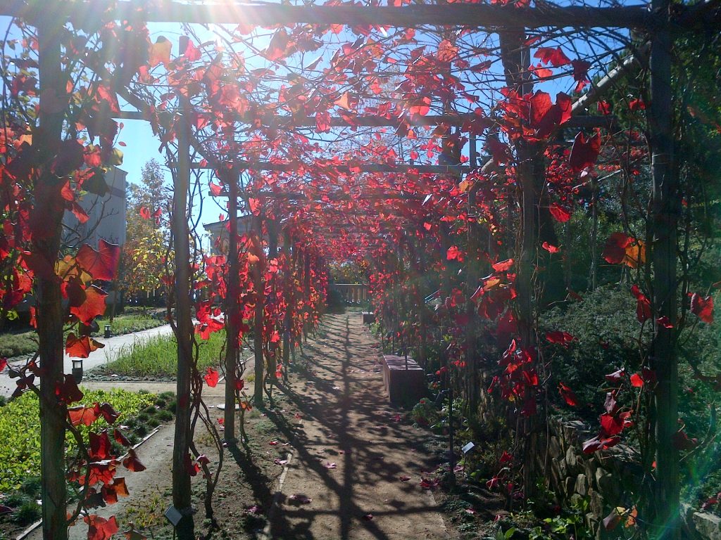 A California grape is used for more resilience 