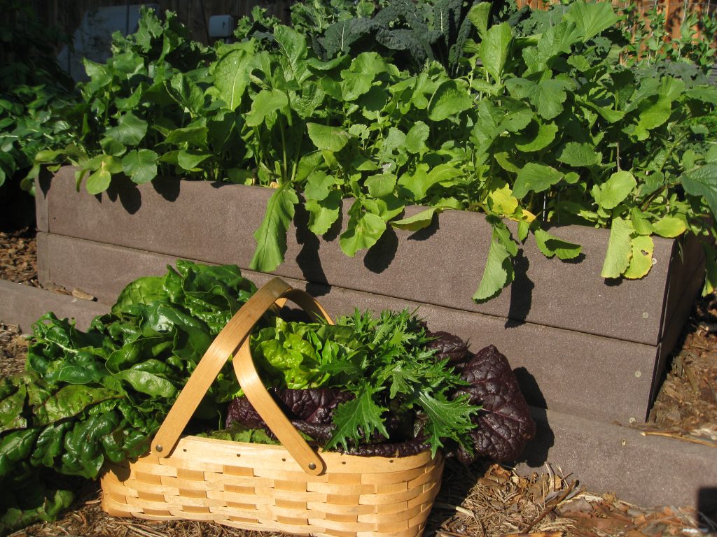 Greens and roots make a big show in winter gardens