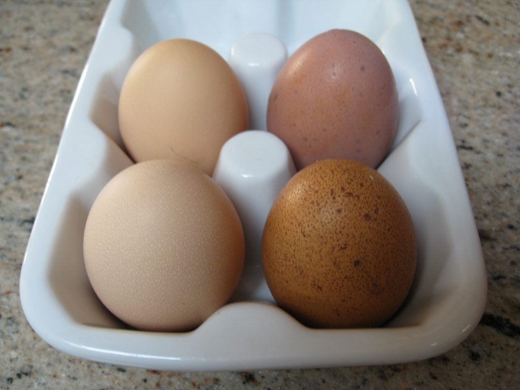 Sylvia's (left) and Wilma's (right) first eggs