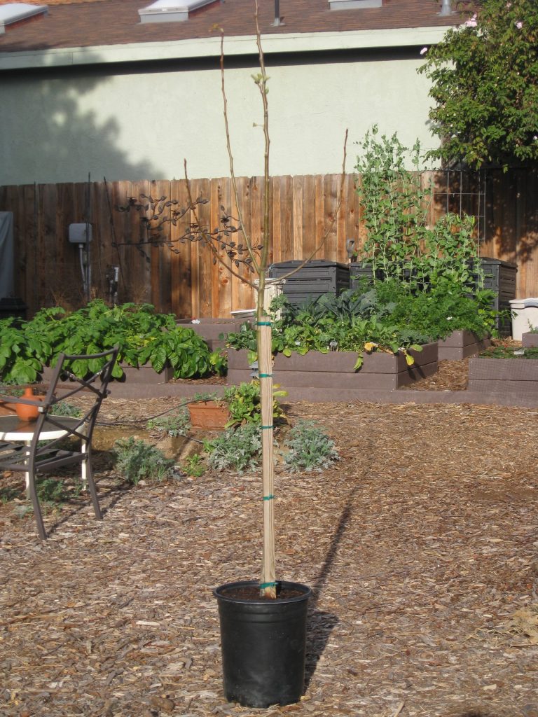This young Fuji apple tree will produce in its second or third year.