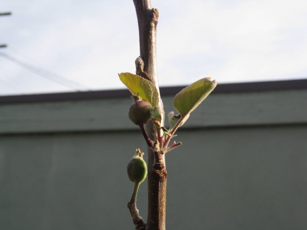 Remnants of last year's leaves and fruit.