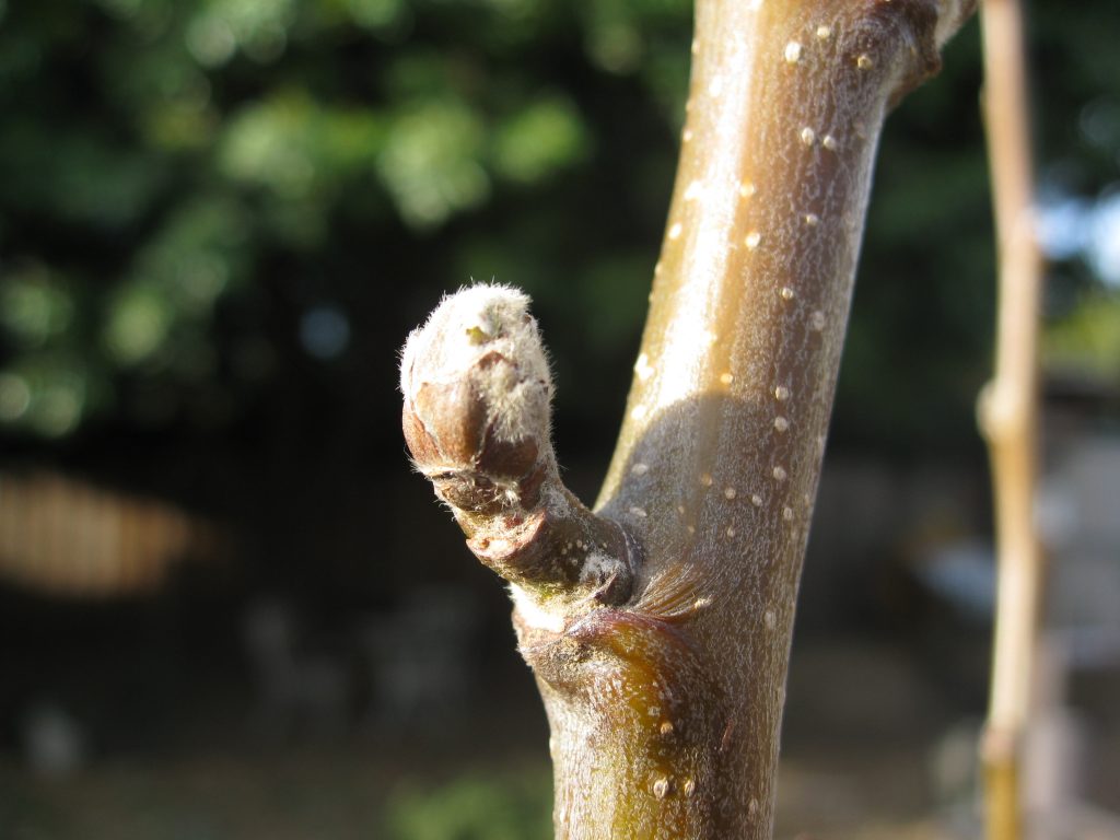 Buds are already forming in our warm winter climate.