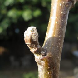 Pruning Fruit Trees