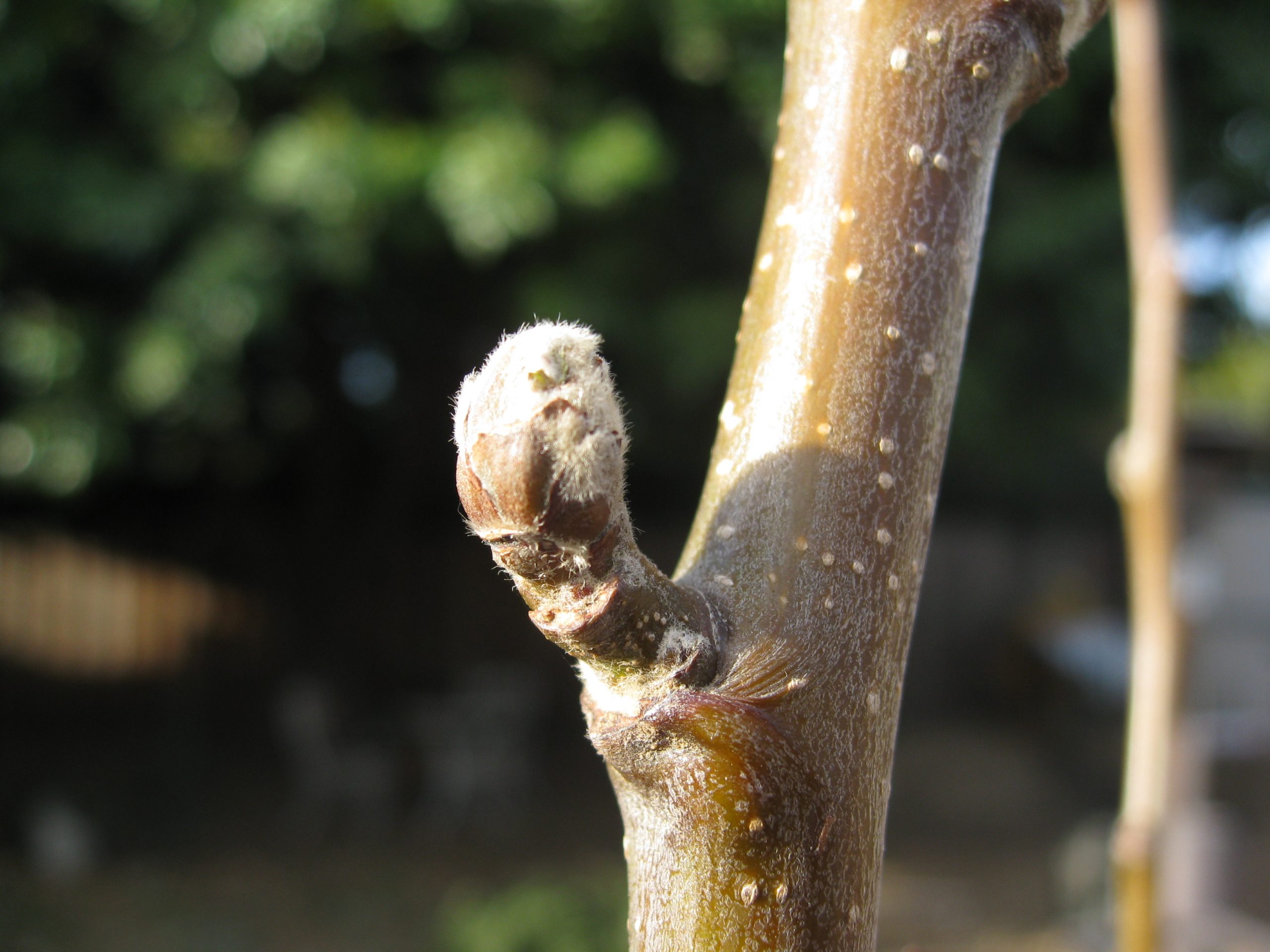 You are currently viewing Pruning Fruit Trees