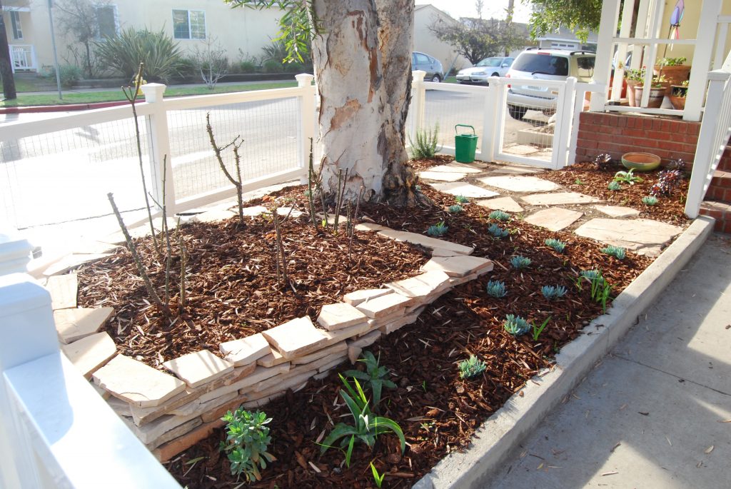 Roses were moved from all over the yard to one place for visual interest.