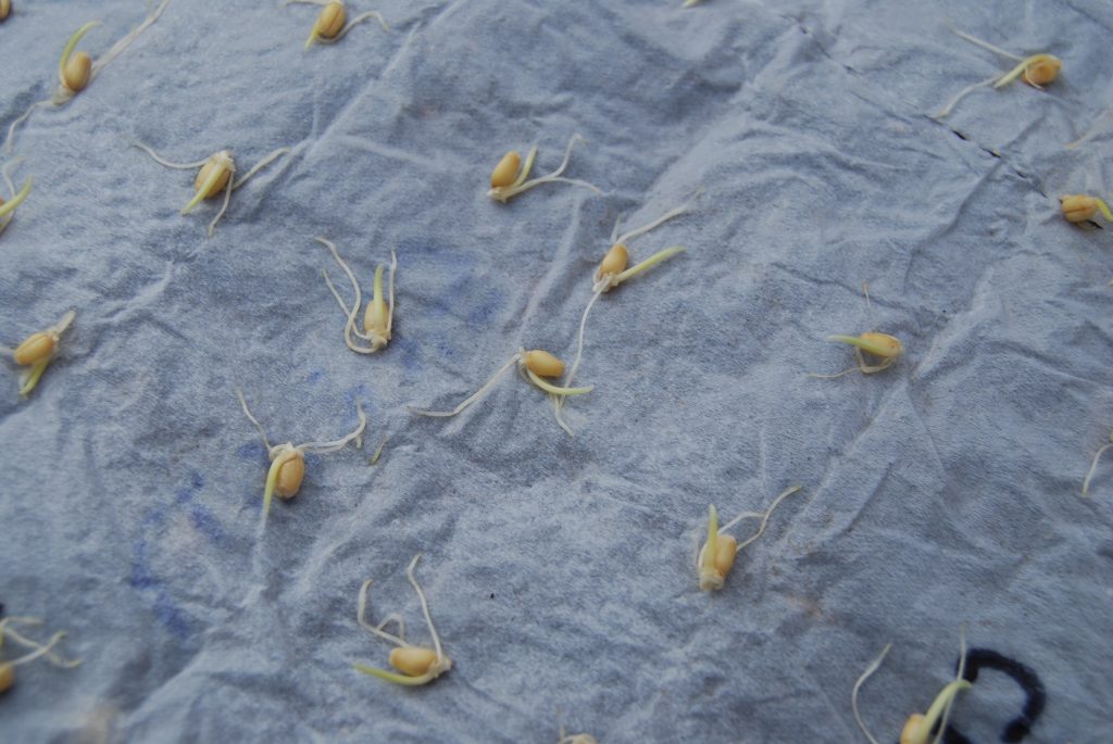 Sprouted Sonora White Wheat seed from our germination test (a 97% germination rate)