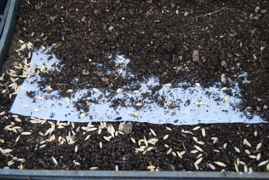 Nursery flats make perfect seed trays for cat grass.