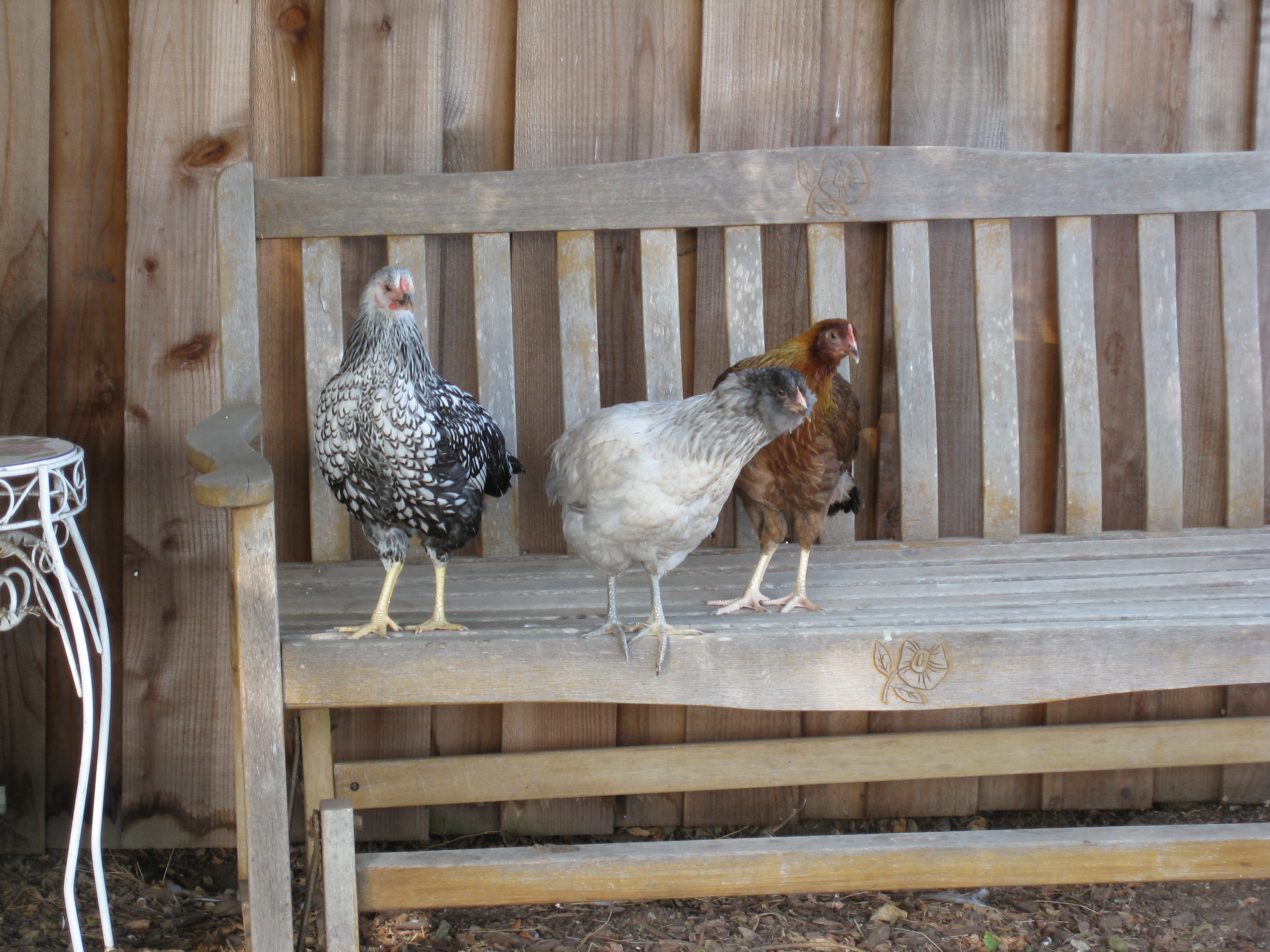 Sylvia, Anabelle and Wilma make themselves at home. 