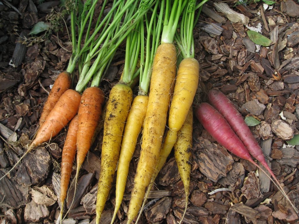 Multicolored carrots include Yellowstone, Cosmic Purple and Scarlet Nantes