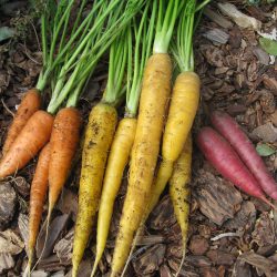 YouTube: How to Harvest Carrots and Other Root Vegetables