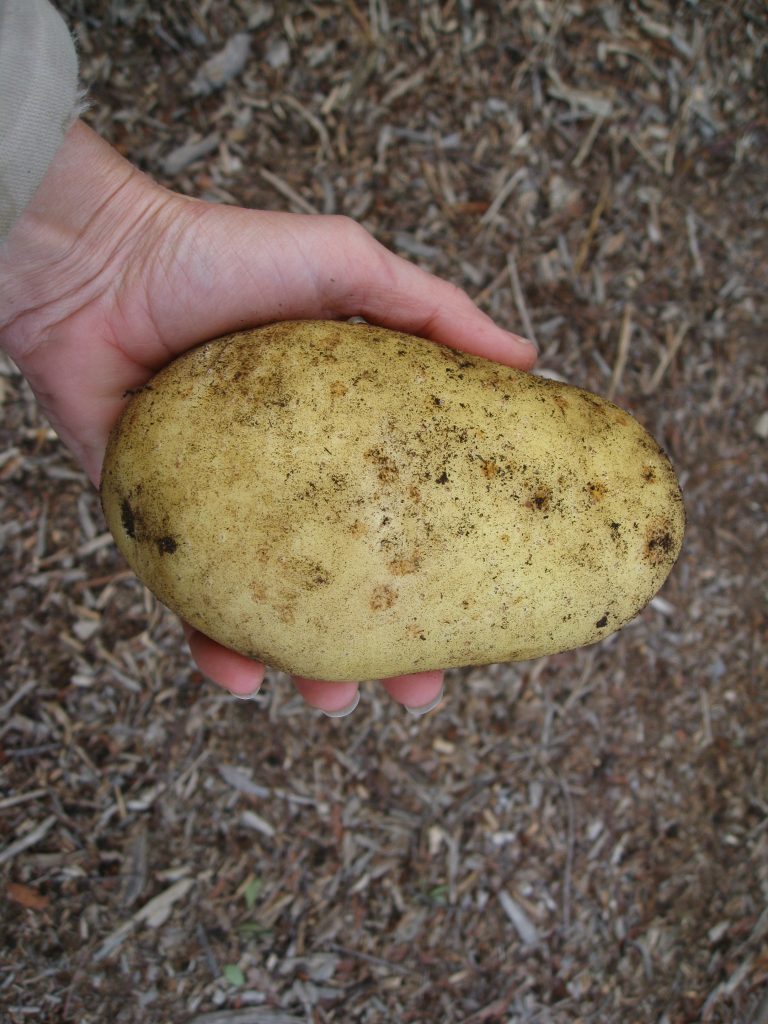 We're accustomed to small, but savory potatoes. This one tipped the scale at 14.5 oz.