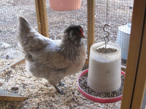 Read more about the article Chicken Update – Round 2 is Going Well