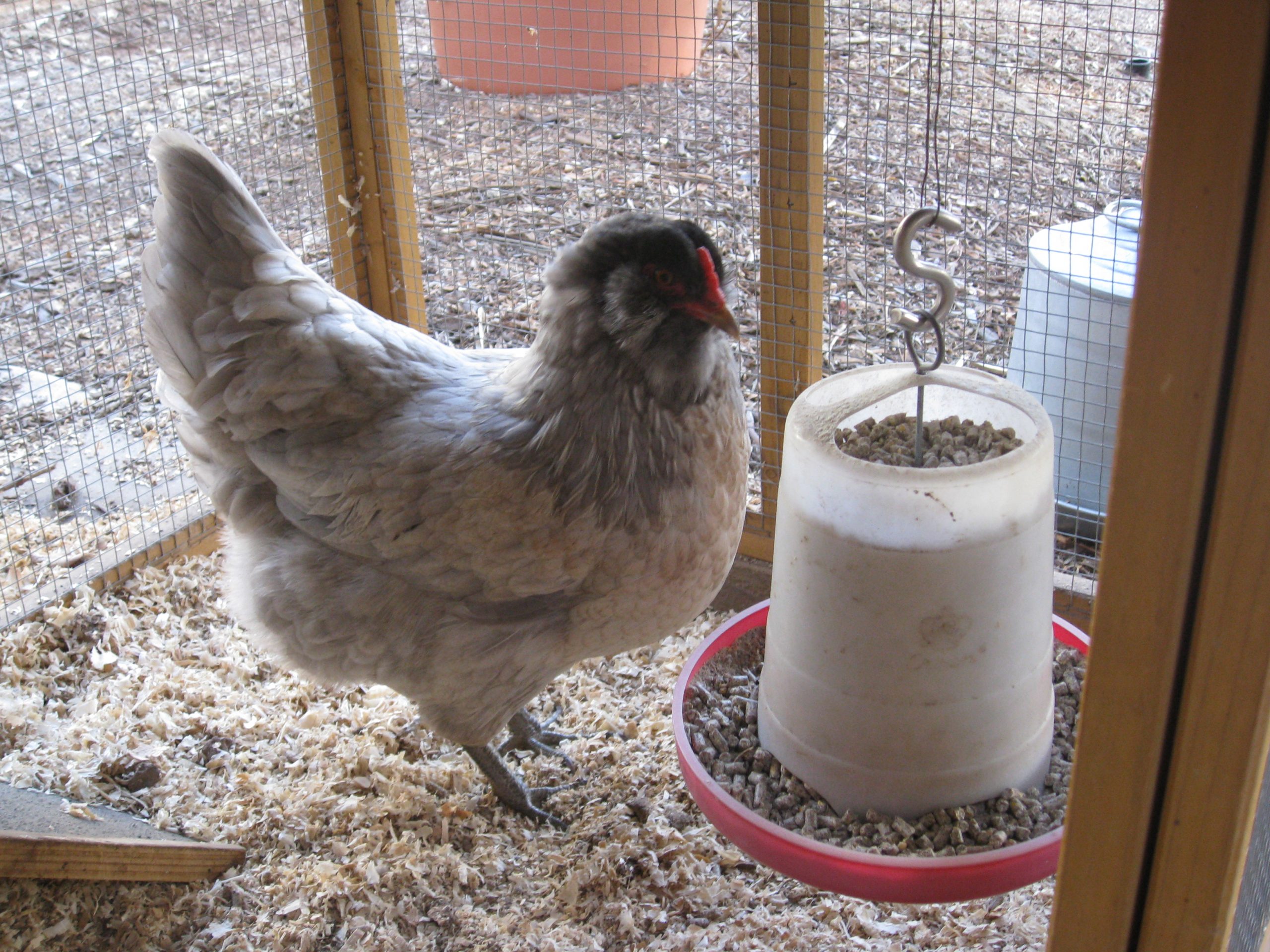 You are currently viewing Chicken Update – Round 2 is Going Well