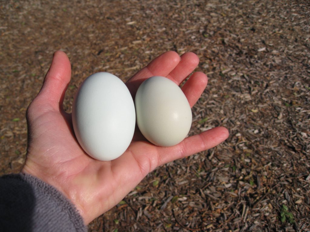 Ethel's blue and Anabelle's green/gray egg