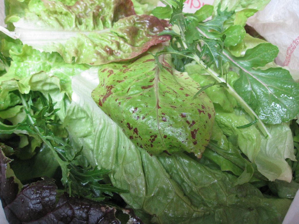 Forellenschluss, Rouge d'hiver, Osaka mustard, arugula and other greens make a great salad.