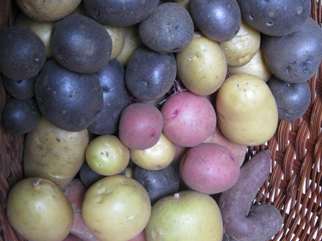 All-blue, russet and red potatoes are jewels from the garden.