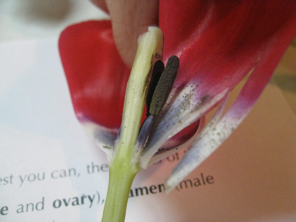 Anthers (male) are the dark, fuzzy parts just outside the pistil (female) in the center.
