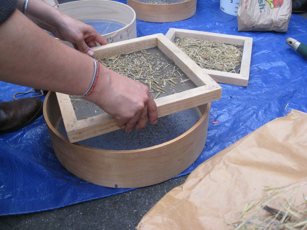 Step 2: Pour seeds into a screen that allows the seeds to fall through, but keeps the chaff. 