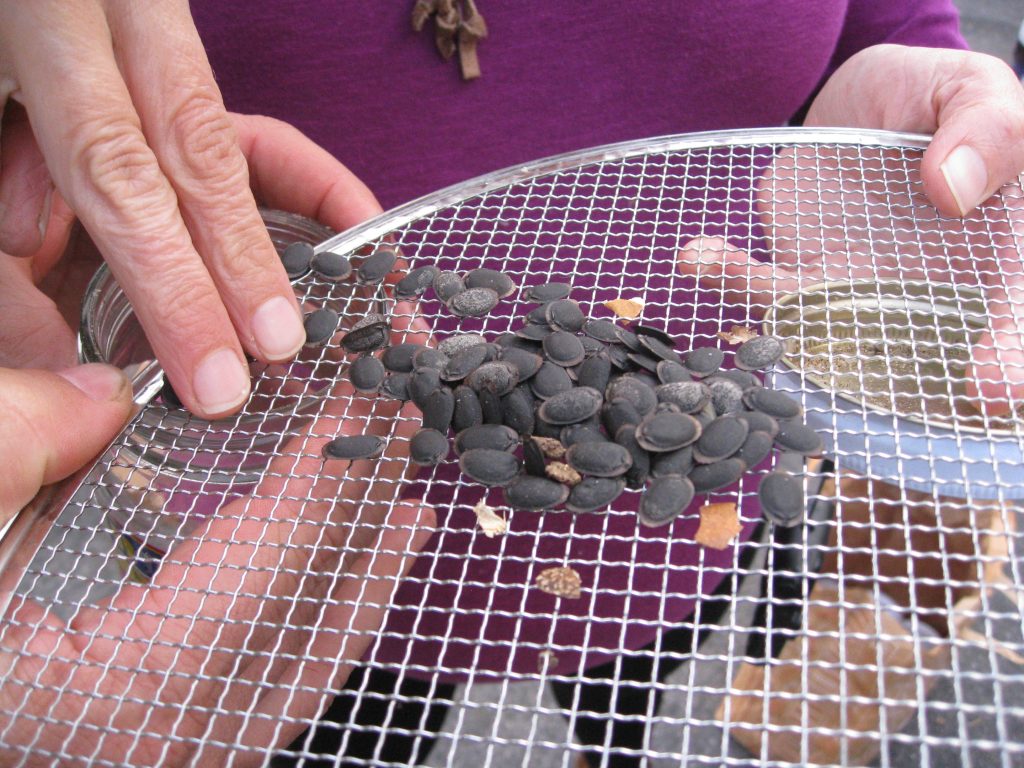 Loofah seeds fall out easily from the gourd.