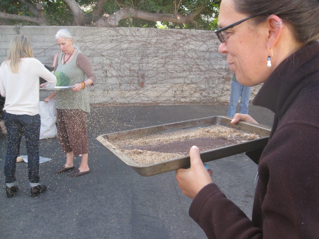 Step 3: Winnowing requires the wind or a box fan or blowing on the seed to remove the rest of the chaff.