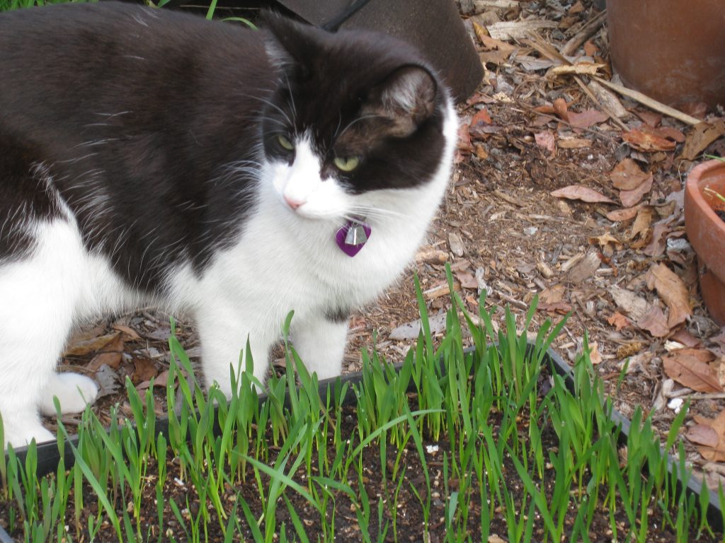 Mittens and cat grass