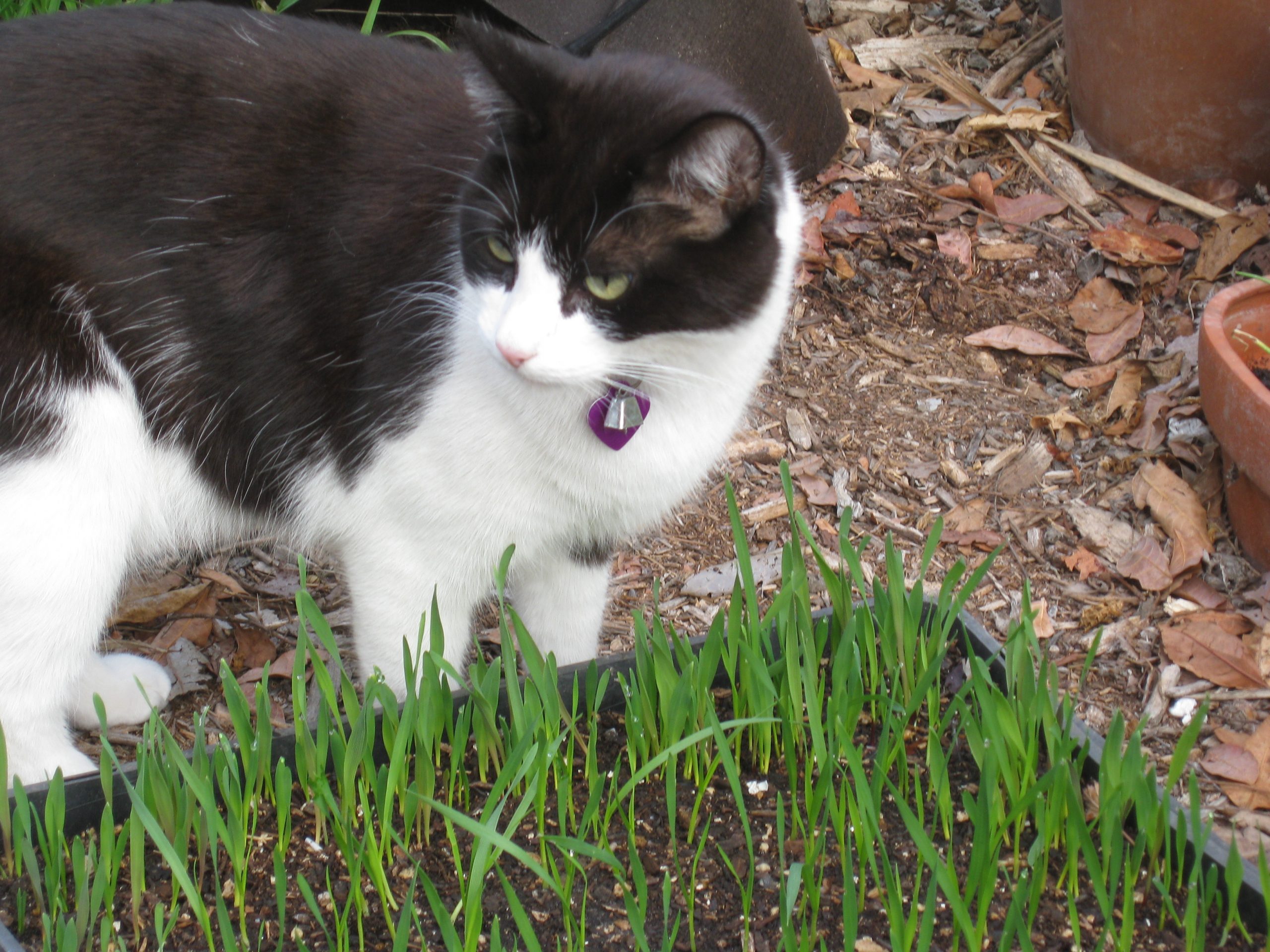 Read more about the article Cat Grass for a Happy Mittens