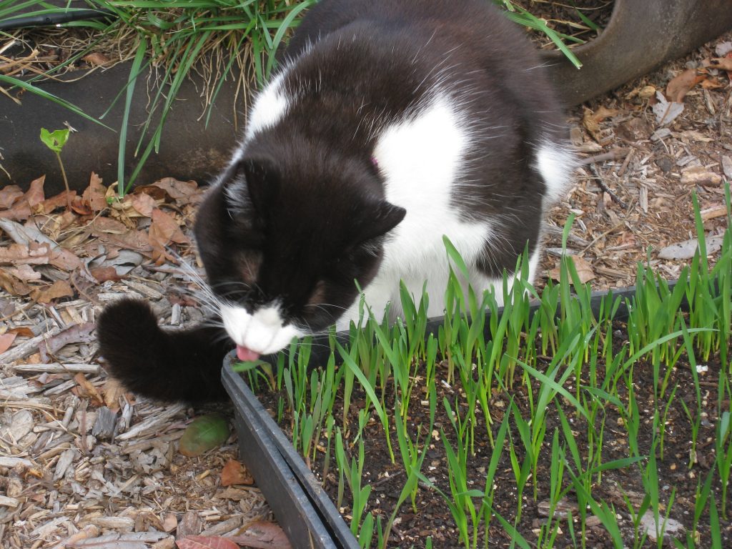Mittens is enjoying her cat grass.