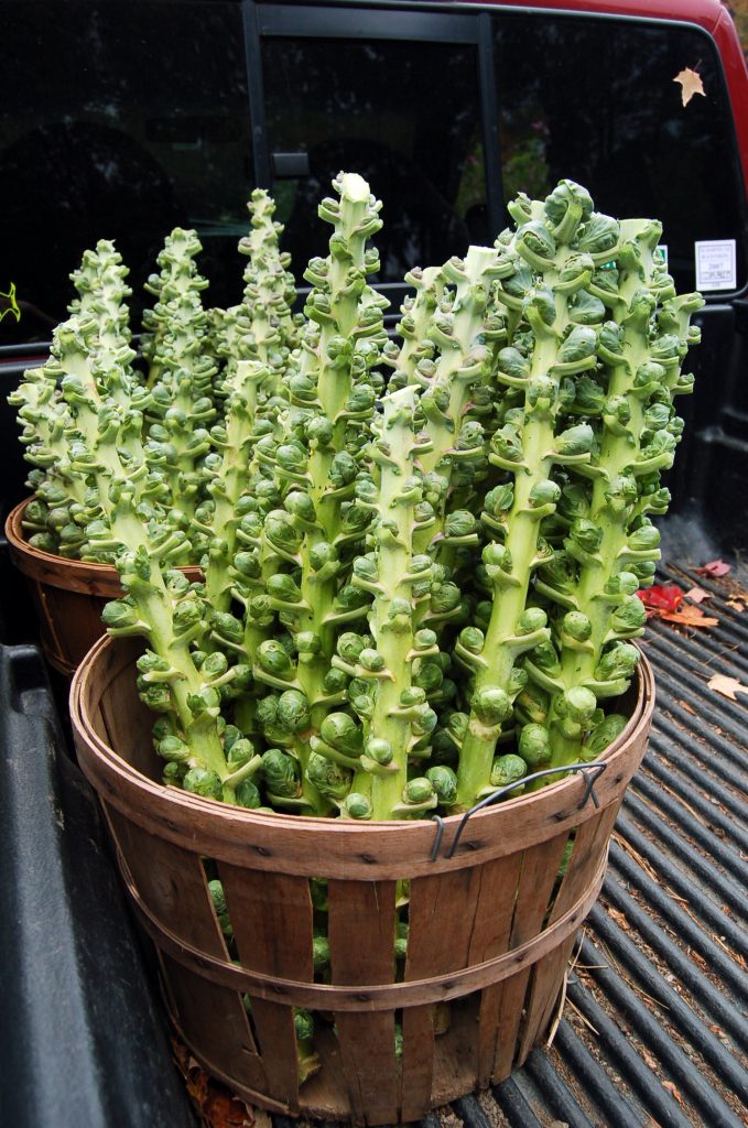 Brussells sprouts freshly harvested