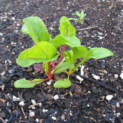 Swiss chard seedling