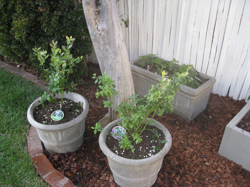 Blueberries (dwarf varieties) with strawberries and herbs around a tree.