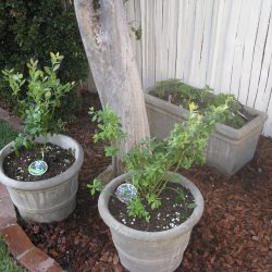 Mini Orchard & Garden for Mom and Dog