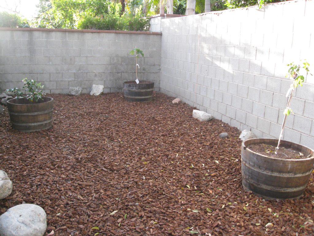 3 fruit trees shown here with three more on the concrete behind.