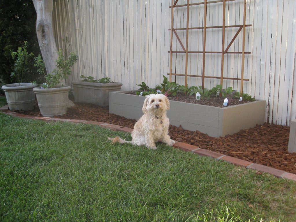 Annie, the homeowner's dog, is even more excited about the garden.