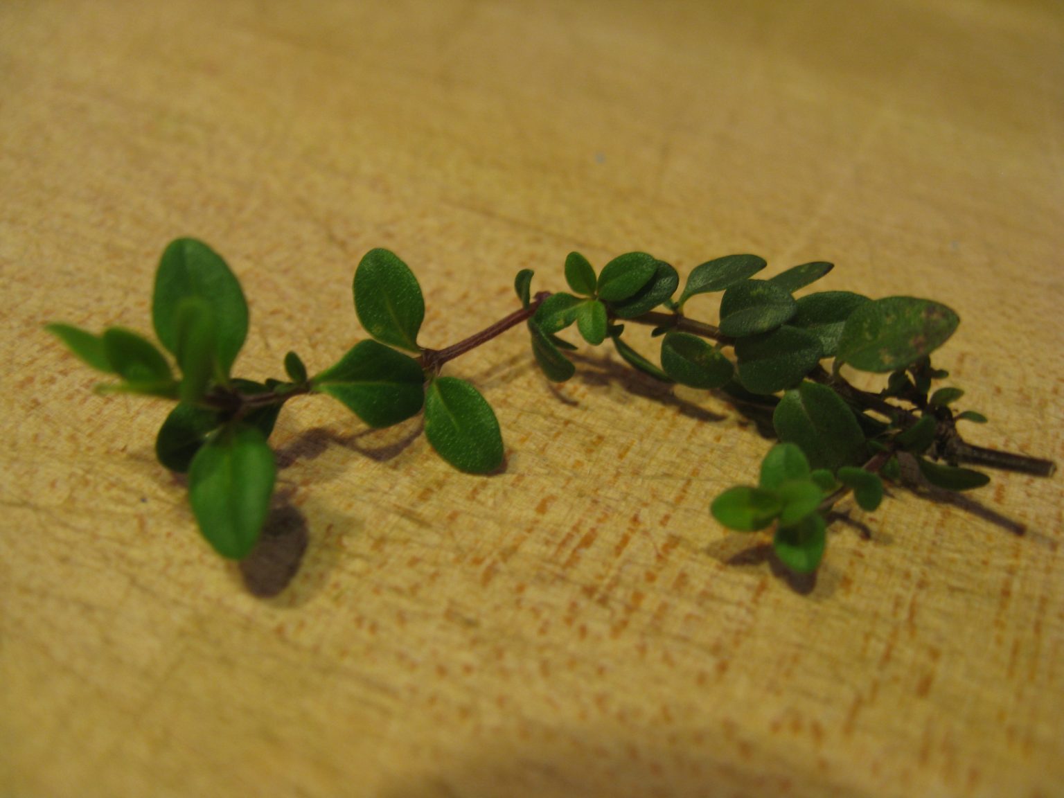 Recipe Garlicky Fresh Christmas Lima Beans with Thyme Gardenerd