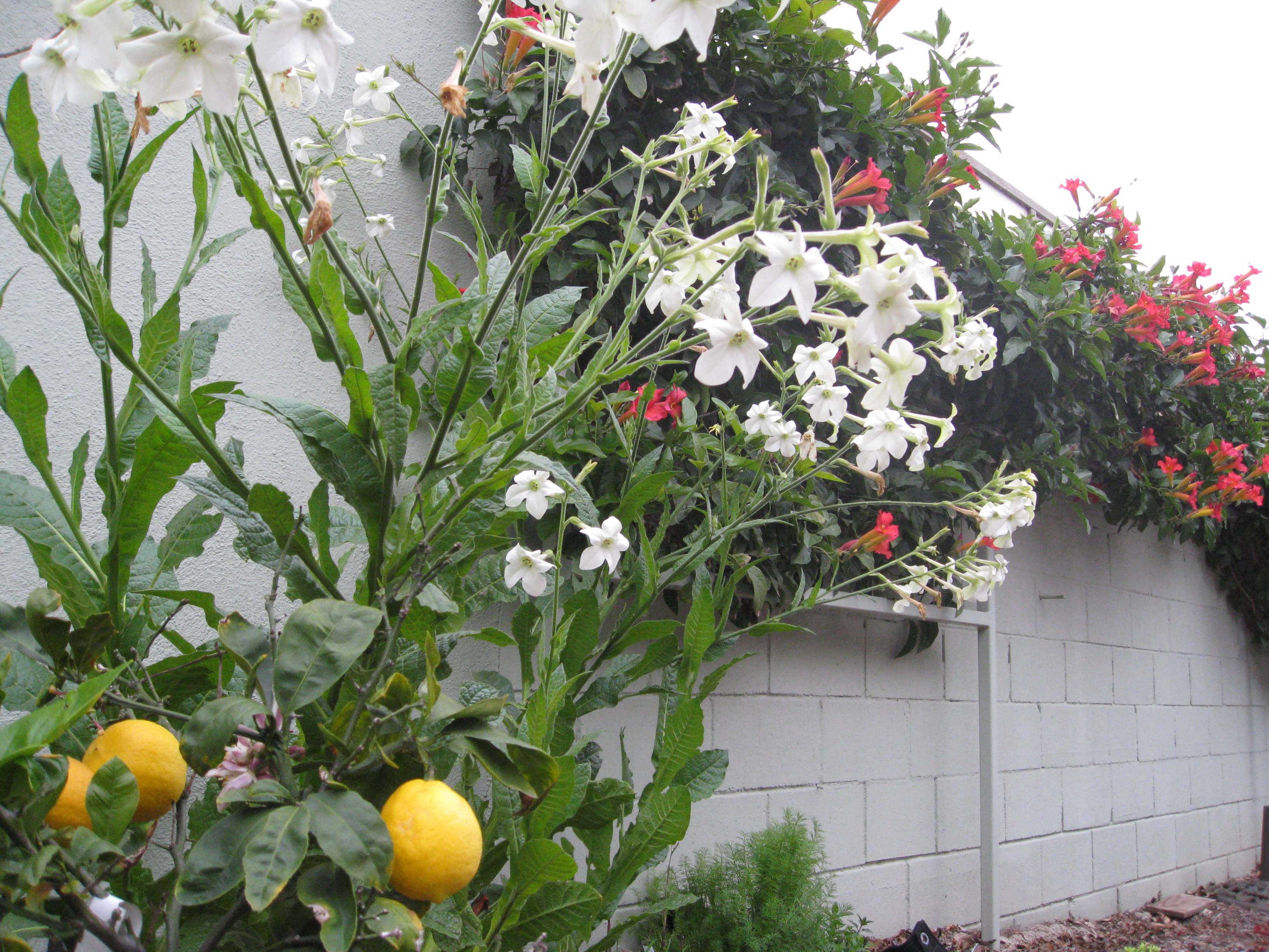 A container lemon tree props up nicotiana with a background of trumpet vine.