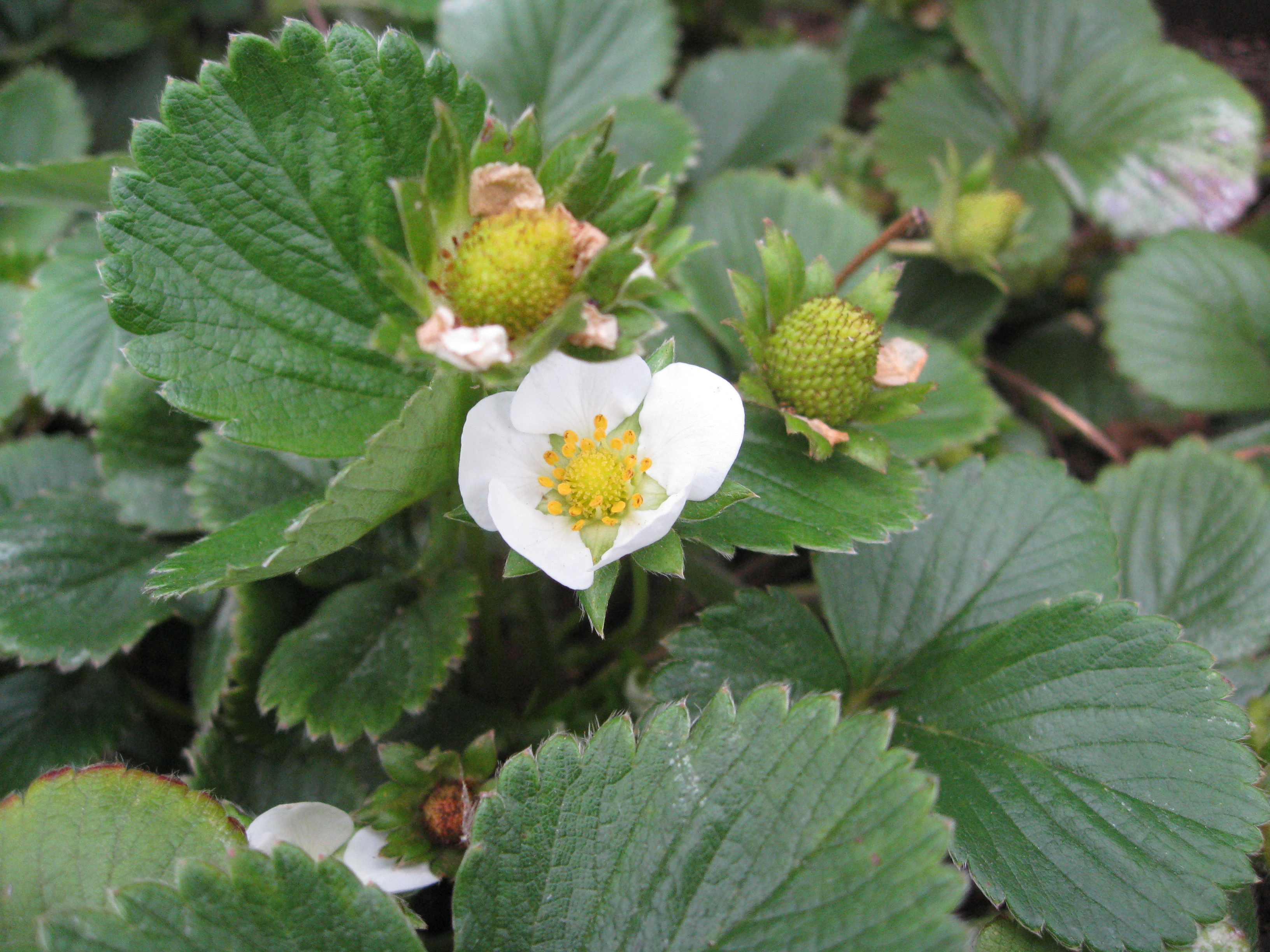 Strawberries are flowering and setting fruit.