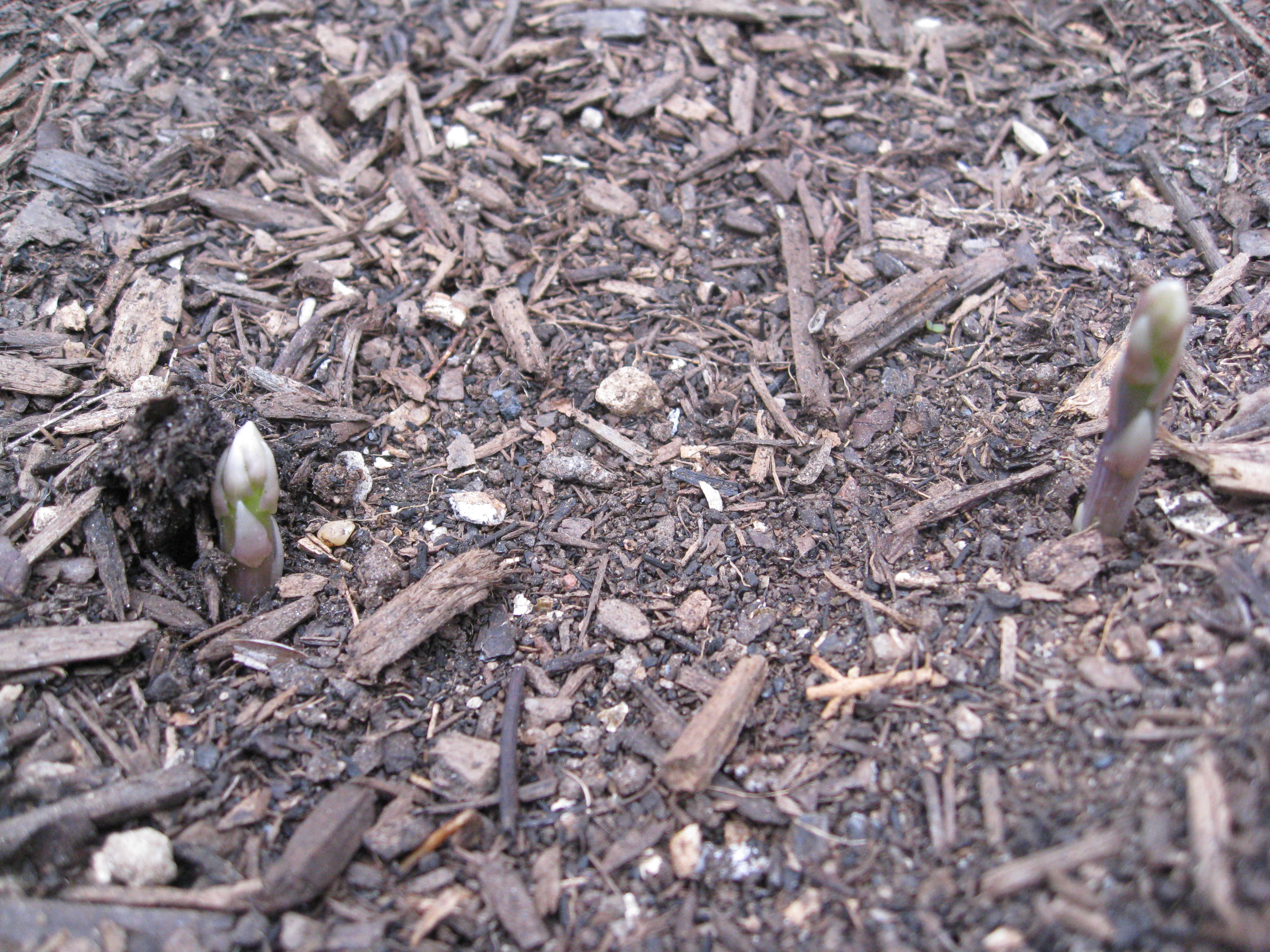 Asparagus is just waking up