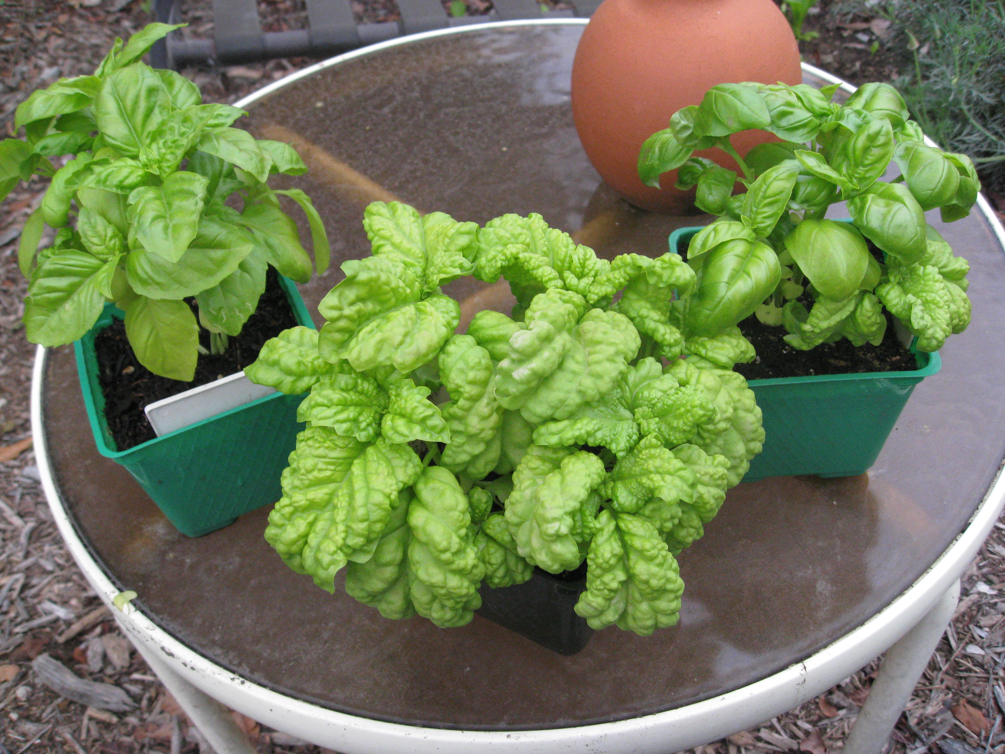 Three types of basil, ready for transplanting
