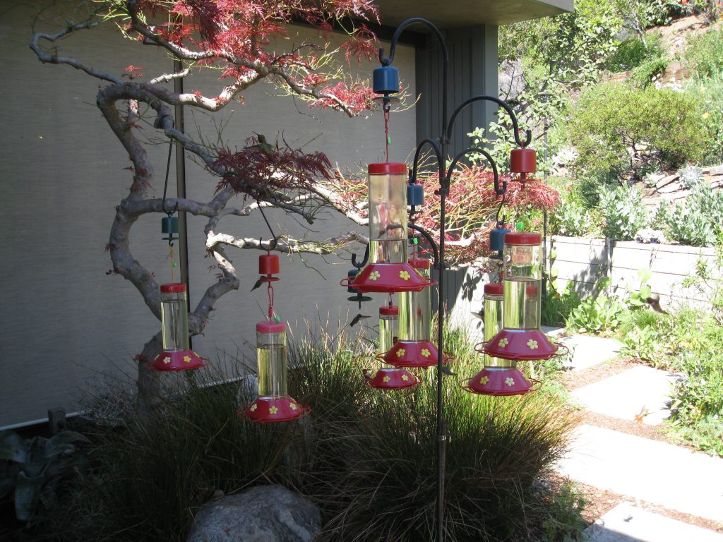 More than 10 hummingbird feeders hung in clusters around the yard.