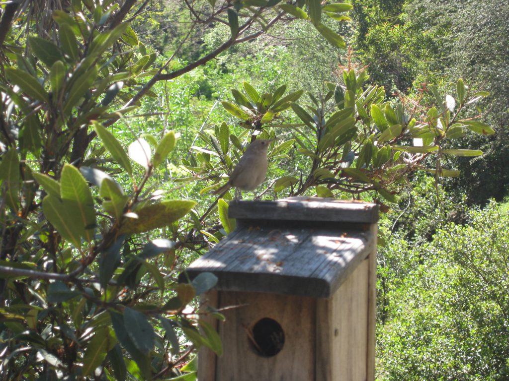 Tucked into shrubs along the stairs down the slope were cute little bird houses.