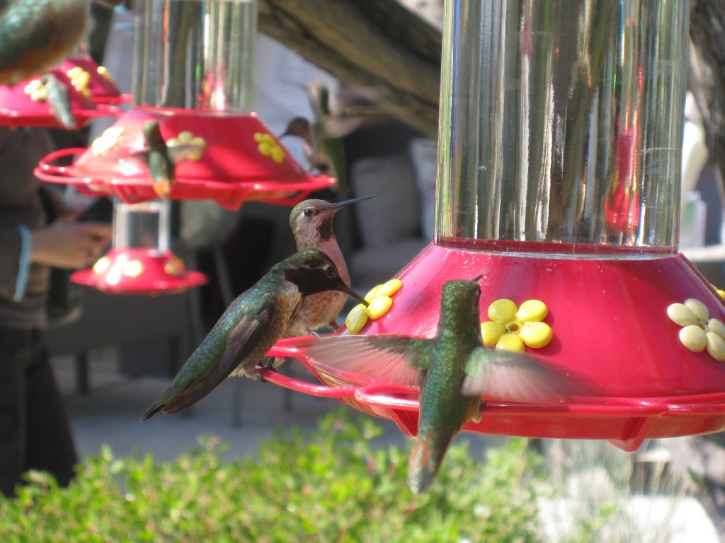 Hummingbirds happily stopping for a drink.