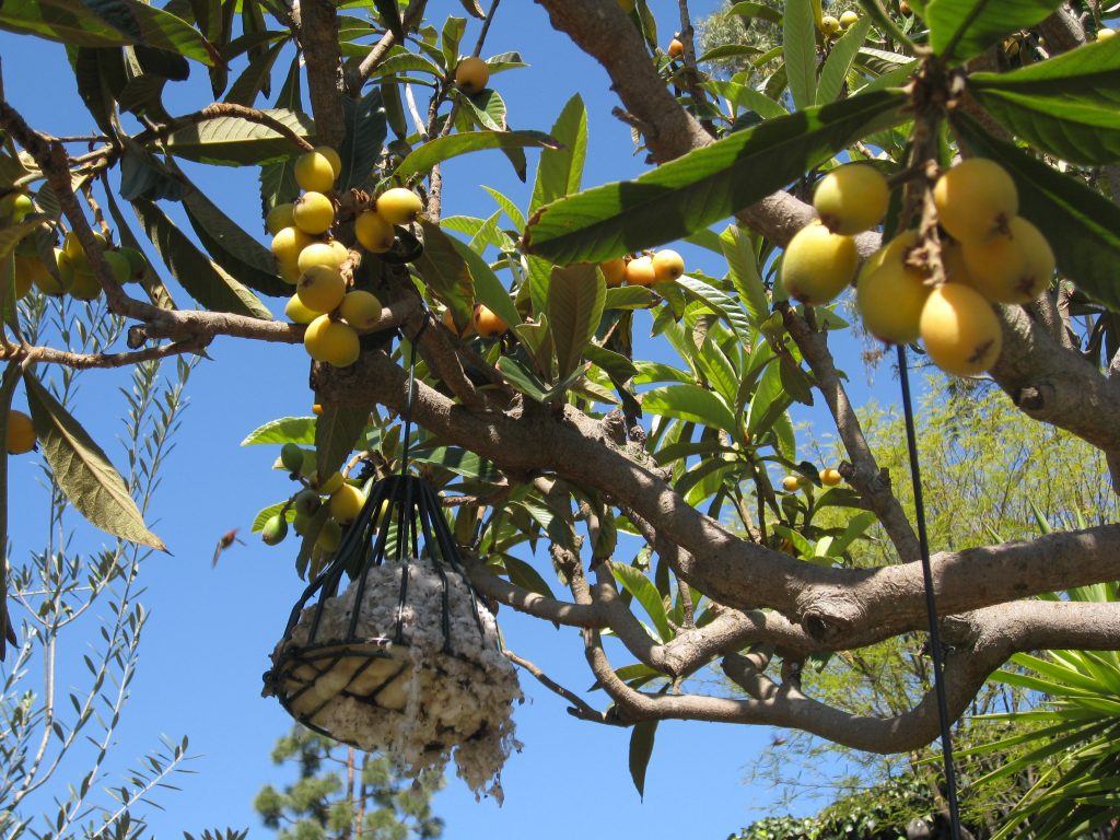 A loquat tree with cages of cotton hanging about