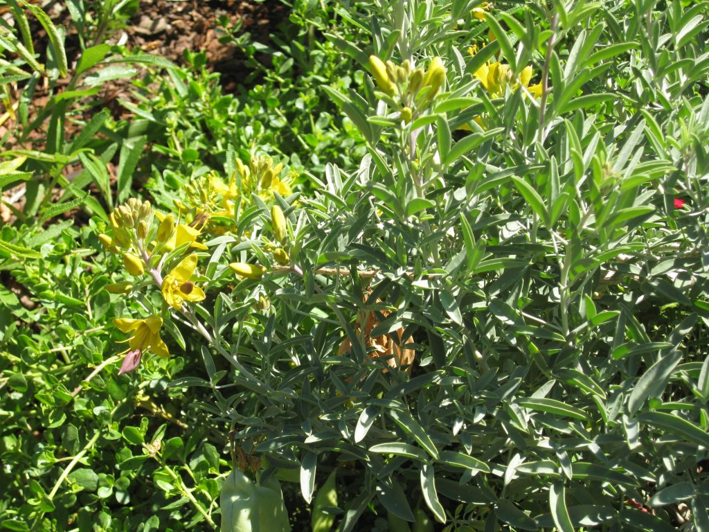 Isomeris arborea makes beautiful yellow flowers with interesting pods