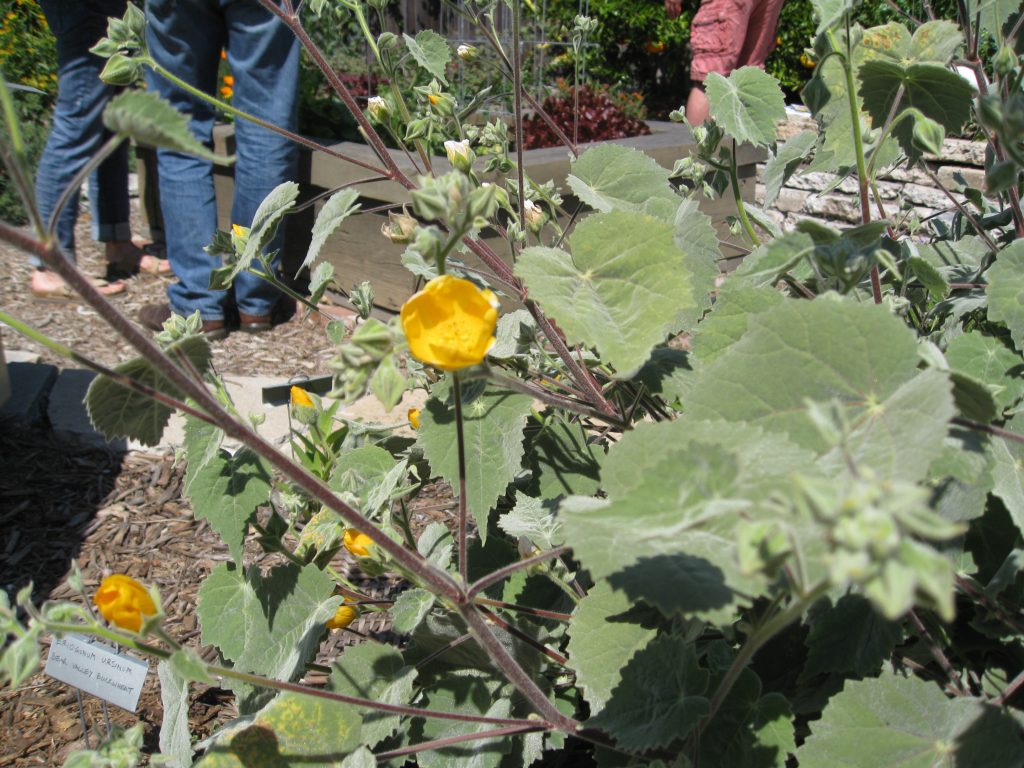 Abutilon Palmeri is great for filling in spaces with color and interesting foliage